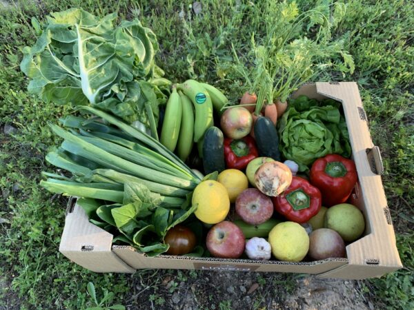 Fanático paso Inspiración Cesta De Frutas Y Verduras Ecológica De Temporada 13 Kg Aprox Supermercat  Ecològic Linverd Eco Market