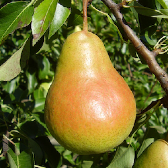 Pera Harrow ECO - Fruta