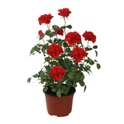 Rosal Planta
