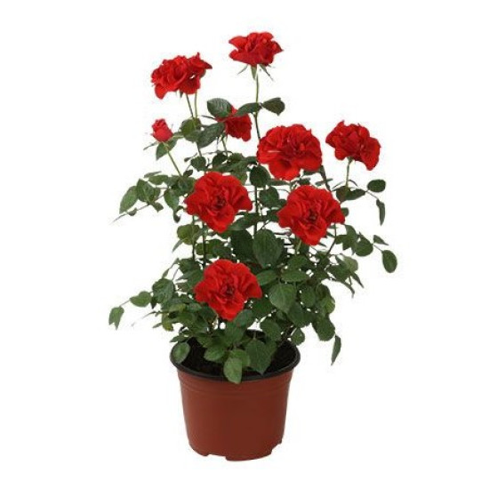 Rosal Planta - Accesorios