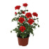 Rosal Planta