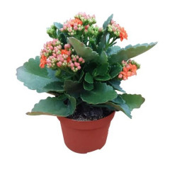 Kalanchoe Planta