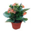 Kalanchoe Planta