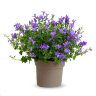 Campanula Planta