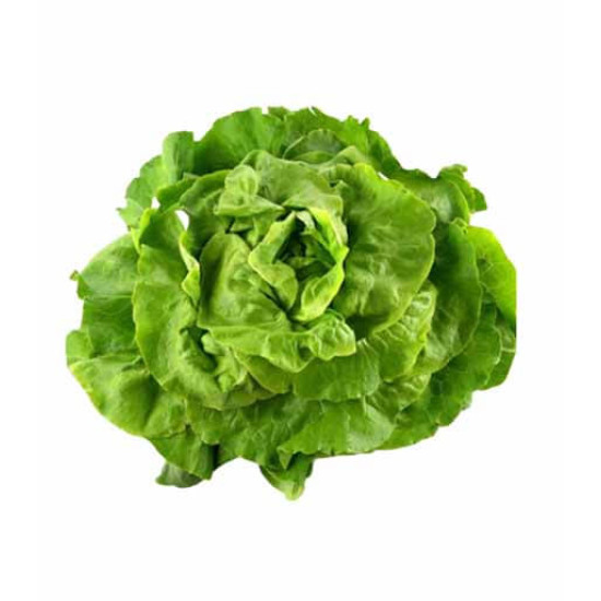 Enciam Roure Verd-Morat ECO. 300 - 400 gr. - Verdures