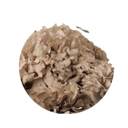 Maitake (Gírgola del Castanyer) 100gr a granel ECO Bolet Ben Fet