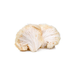 Lion's Mane (Scallop Mushroom) 100gr in bulk Ben Fet Mushroom ECO