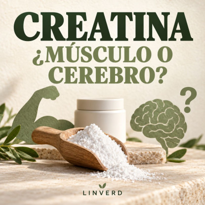 Cuánta creatina al día: 3 g, músculo y lo del cerebro