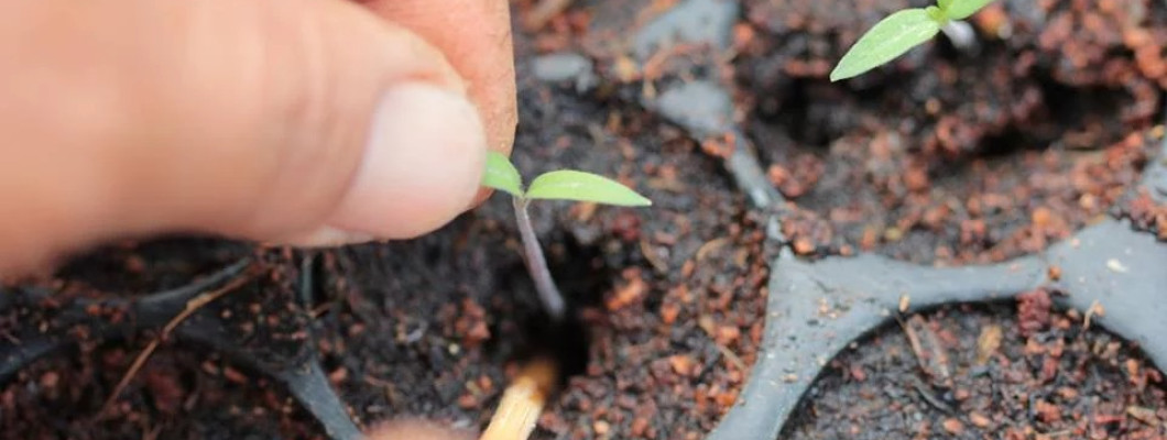 Una altra cuina del món és possible