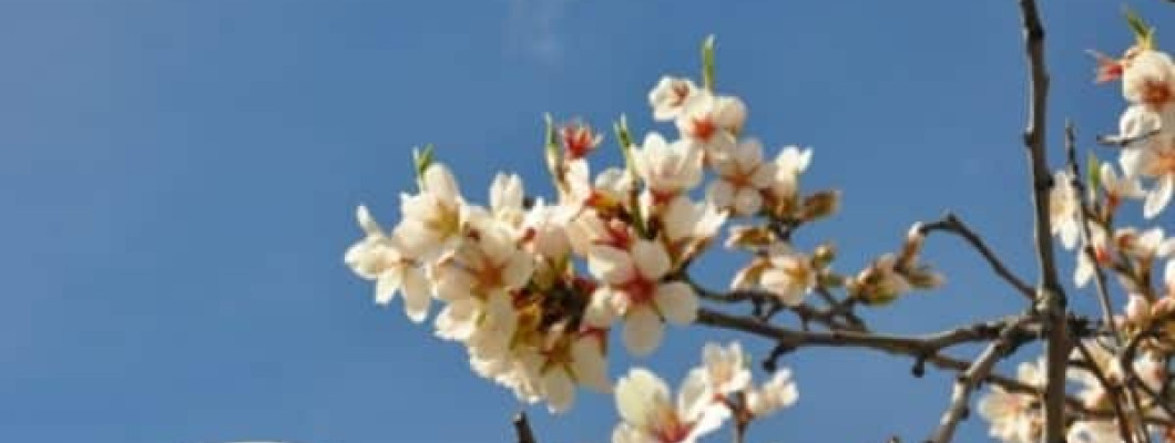 Dieta mediterránea ecológica y los hábitos saludables para la prevención Alzheimer