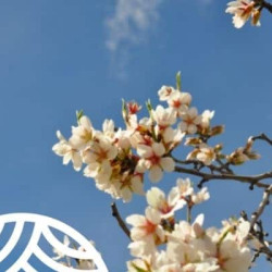 Dieta mediterránea ecológica y los hábitos saludables para la prevención Alzheimer