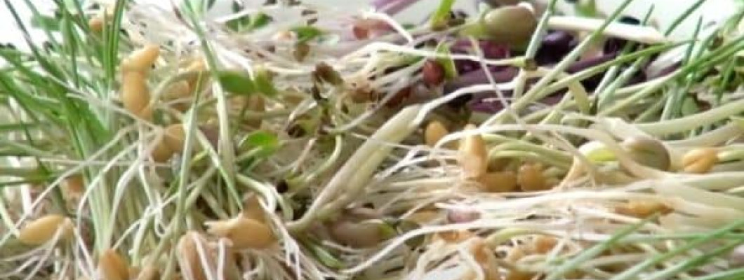 Cultivar Brotes ecológicos