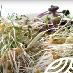 Cultivar Brotes ecológicos