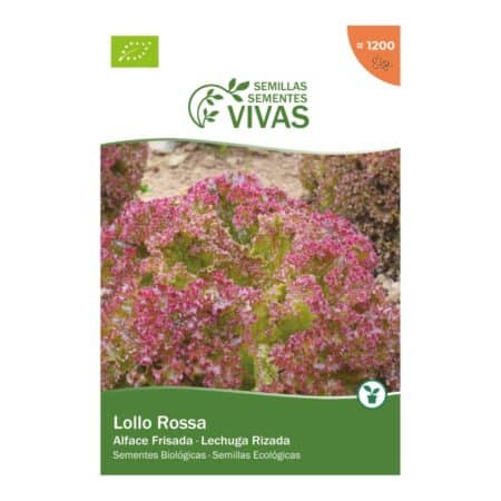 141215868 Llavors De Enciam Lollo Rossa Sementes Vivas Eco